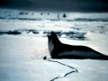 Weddell Seal