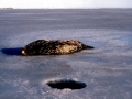 Weddell Seal