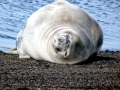 Weddell Seal