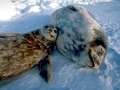 Weddell Seal