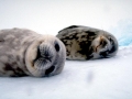 Weddell Seal