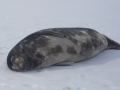 Weddell Seal