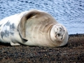 Weddell Seal