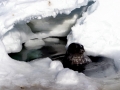 Weddell Seal
