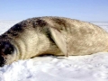 Weddell Seal