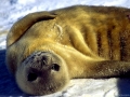Weddell Seal