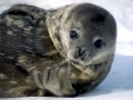 Weddell Seal