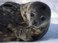 Weddell Seal