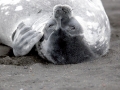 Weddell Seal