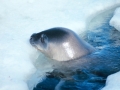 Weddell Seal