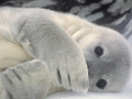 Weddell Seal