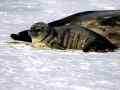 Weddell Seal