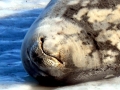 Weddell Seal