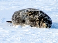 Weddell Seal