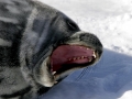 Weddell Seal