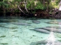 West Indian Manatee