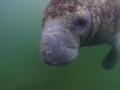 West Indian Manatee