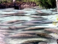 West Indian Manatee