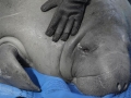 West Indian Manatee