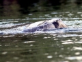 West Indian Manatee