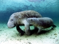 West Indian Manatee