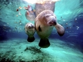 West Indian Manatee
