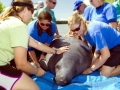 West Indian Manatee
