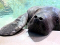 West Indian Manatee