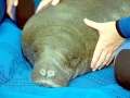 West Indian Manatee