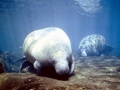 West Indian Manatee