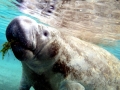 West Indian Manatee