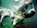 West Indian Manatee