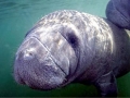 West Indian Manatee