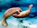 West Indian Manatee