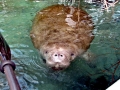 West Indian Manatee