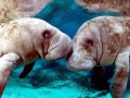 West Indian Manatee