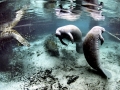 West Indian Manatee