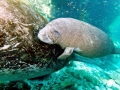 West Indian Manatee