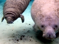 West Indian Manatee