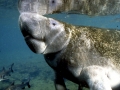 West Indian Manatee
