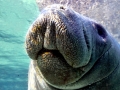 West Indian Manatee