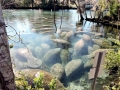 West Indian Manatee