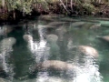 West Indian Manatee