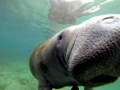 West Indian Manatee