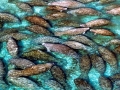 West Indian Manatee
