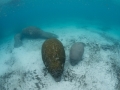 West Indian Manatee
