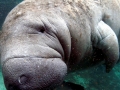 West Indian Manatee