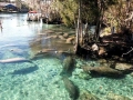 West Indian Manatee
