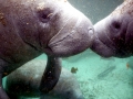 West Indian Manatee