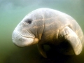 West Indian Manatee